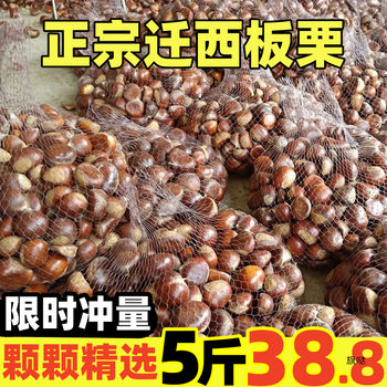 2024 New Arrivals Jian'Ou Chestnuts Fresh Wild Oil Chestnuts from High Mountain Farms Freshly Picked Cone-Shaped Chestnuts