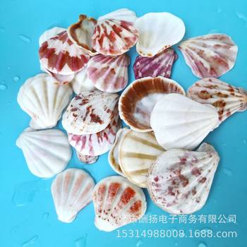 Natural Shells, Conches, Starfish Scallops, Fish Tank Floor Decoration, Mediterranean Style 1 Piece = 0.5kg Ocean