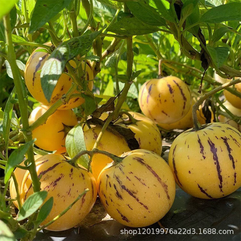 [Crab Crab] Yunnan Shilin Ginseng Fruit 2.5kg Whole Box Fresh Yellow Heart Round Fruit Pregnant Women Fruit 10 Wholesale