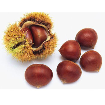 Chestnut Fresh Chestnut Alpine Chestnut Large Fruit 1kg Free Shipping Direct from the Origin Fujian Chestnut Without Internal Rot