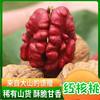 Xinjiang Red-Skinned Walnuts with Red Flesh, Thin Skin, Crispy and Fragrant, Hand-Picked Fresh Walnuts, Suitable as a Snack for Pregnant Women and the Elderly