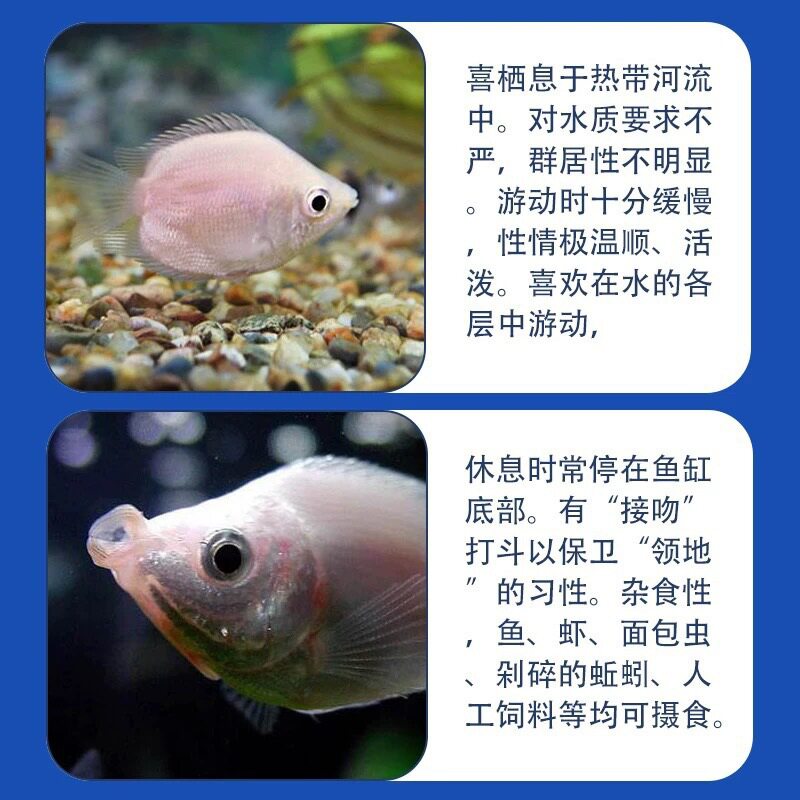 Kissing Fish, Kissing Fish, Pet Fish, Tropical Fish, Ornamental Fish, Cute Fish Tank, Aquarium Ornamental Fish, Others