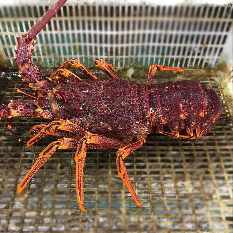 Australian Giant Lobster, Australian Lobster, Red Lobster, Rock Lobster, Crayfish Seafood 0.5-3.5kg / Gift Box, Imported from Australia