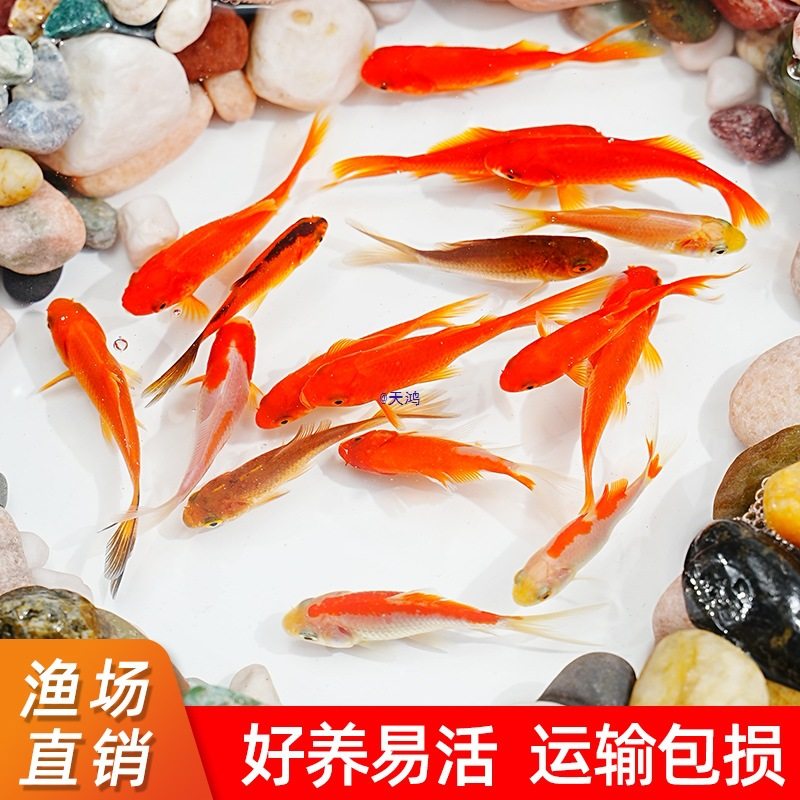 Goldfish That Don'T Need Oxygen, Easy to Raise and Durable, Small Fish That Won'T Die, Live Fish from Tap Water, Koi Pets