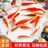 Goldfish That Don'T Need Oxygen, Easy to Raise and Durable, Small Fish That Won'T Die, Live Fish from Tap Water, Koi Pets