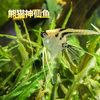 Angelfish, Peruvian Swallowfish, Tropical Fish, Ornamental Fish, Live Fish, Three-Color Angel Panda, Angel Fish, Novice Fish