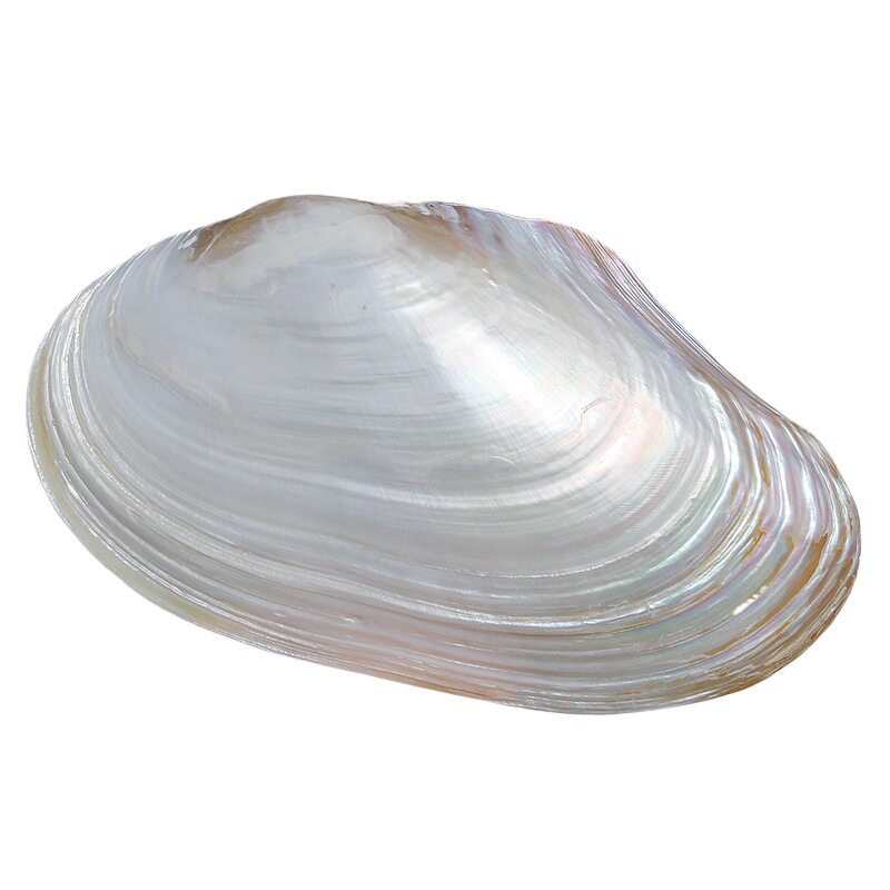 Natural Large Pearl Clam Shell, Oversized Shell Photography Props, Conch Fish Tank Landscaping Decoration Ornaments, Fruit Plate and Dinner Plate