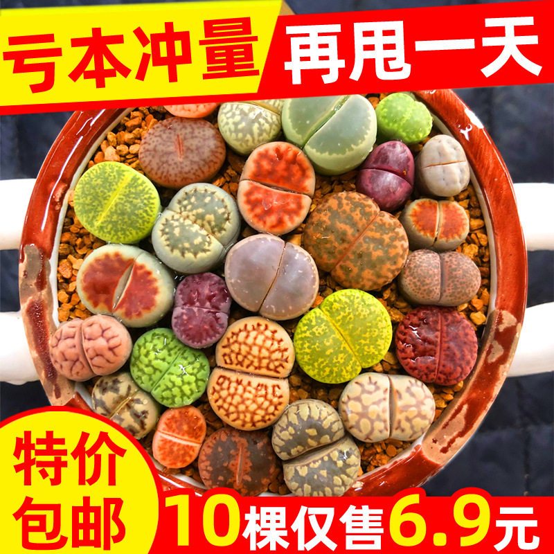 Succulent Lithops Whole Pot, Rosaceae Lithops, Succulent Flower, Succulent Hydroponic Plant, Flower Pot, Large Mother Plant