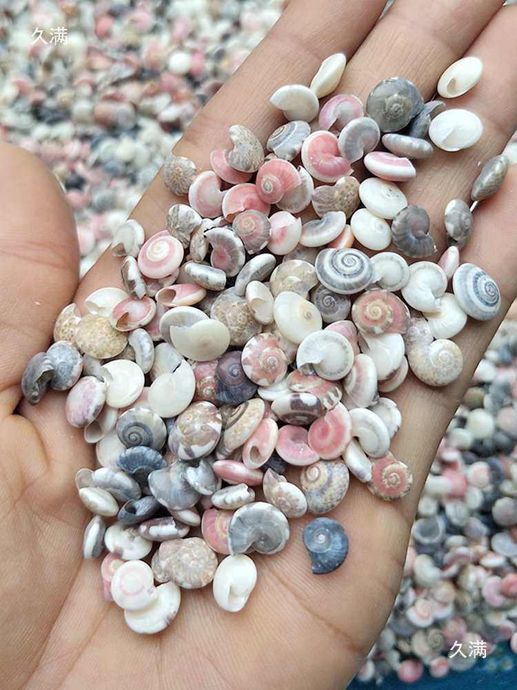 Weighing Shells Handmade DIY Kindergarten Conch Rice Snail Mini Small Shell Decoration Drift Bottle Material