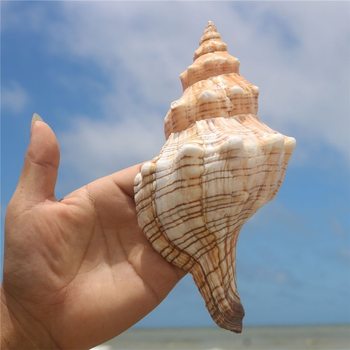 Natural Conch Shell Large Conch Shell Fish Tank Decoration Aquarium Landscaping Seaside Mediterranean Style Ornament