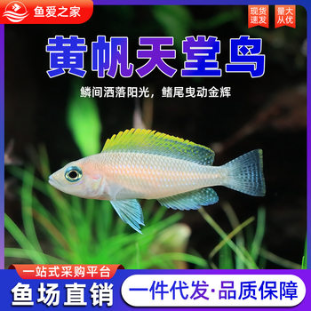 Yellow Sail Bird of Paradise Live Fish, Cichlid Tropical Ornamental Fish, Aquarium Freshwater Pet, Three Lake Cichlid, Dwarf Cichlid Small Fish