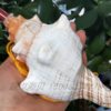 Extra Large Conch Whistle, Conch Horn, Natural Shell Craft Ornaments, Creative Travel Gifts, Kidsren's Toys, Trumpets