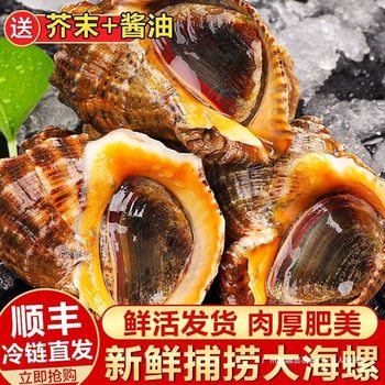 Live Conch, Extra-Large Wild Conch, Seafood, Shellfish, Aquatic Snails, Freshly Caught and Shipped on the Same Day, Amazon