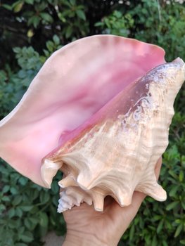 Large Rouge Snail Home Decoration Pink Natural Shell Conch Ornaments Wedding Props Fish Tank Landscaping Collection Gifts