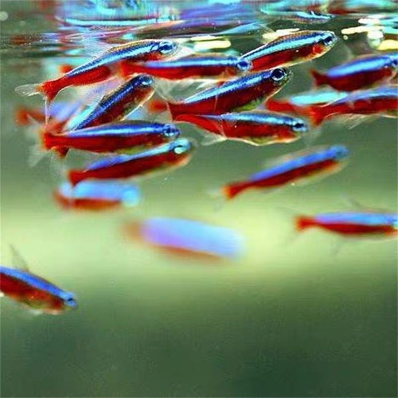 Lotus Lantern Fish Live Tropical Ornamental Fish Wholesale, Large and Small Lantern Fish for Planted Tanks, Schooling, Suitable for Mixed Breeding in Indonesia and Brazil