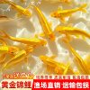 Live Fish Fry Can Be Raised to Raise Ornamental Fish, Live Fish, Small Gold Koi, Tap Water, Cold Water Fish, Easy to Raise Others