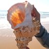 Natural Real Conch Shell Ornaments Crafts Fish Tank Landscaping Conch Extra Large Horn Can Blow Toy Gift