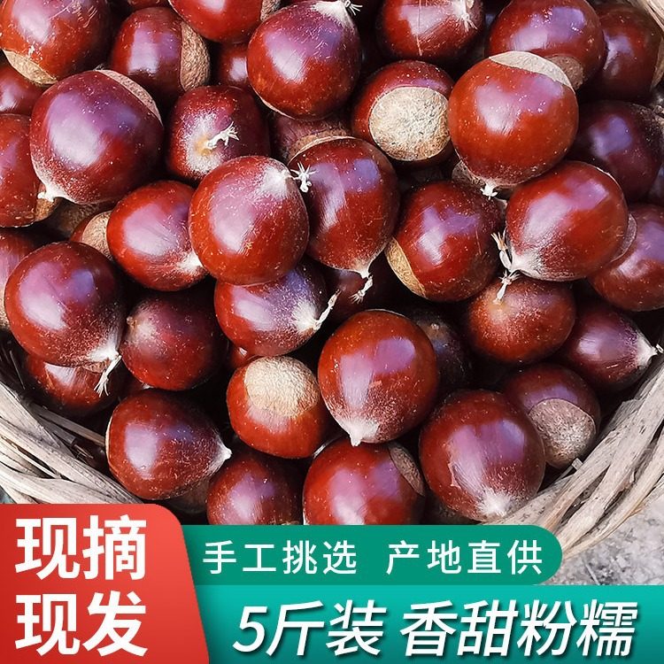 2024 New Goods Jianou Castanea henryi Fresh Wild Oil Chestnut High Mountain Farm Now Picking Tapered Chestnut