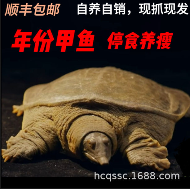 Freshly Caught and Shipped Nutritious Freshwater Live Fish from Huangchuan Turtle Breeding Grounds