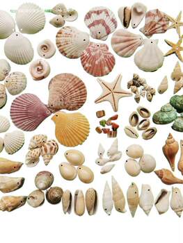 Conch Shell Punched Kindergarten Handmade DIY Wind Chime Accessories Material with Holes Colorfulful Shells Small