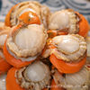 Extra Large Scallop Meat Without Ice Coat Fresh Frozen Scallops Without Ice Coat Shellfish Seafood Seafood Aquatic Products Commercial Wholesale