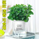 Bumper Potted Mint Edible Green Plants Repel Mosquitoes and Refresh Rosemary Succulent Plants Florals Purify the Air