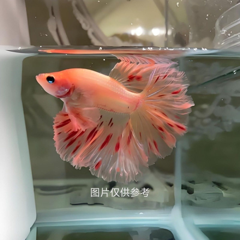 Thai Betta Live Fish Fairy Style Wedding Dress Fish Half Moon Pure White Betta Goldfish Pet Tropical Fish Small Fish Ornamental Fish