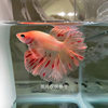 Thai Betta Live Fish Fairy Style Wedding Dress Fish Half Moon Pure White Betta Goldfish Pet Tropical Fish Small Fish Ornamental Fish