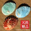 Natural Colorful Abalone Shells, Conch Shells, Home Accessories, Fish Tank Aquascape Handmade DIY Props
