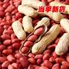 2024 Freshly Dug and Sun-Dried Four Red Shelled Raw Peanuts, Red-Skinned Peanuts, Original Flavor, Fried and Cooked, Farm-Produced