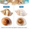 Natural Shell Conch White Fragrant Shell Fish Tank Aquarium Decorations Ornaments Hermit Crab Replacement Shell Roll Fish Shell