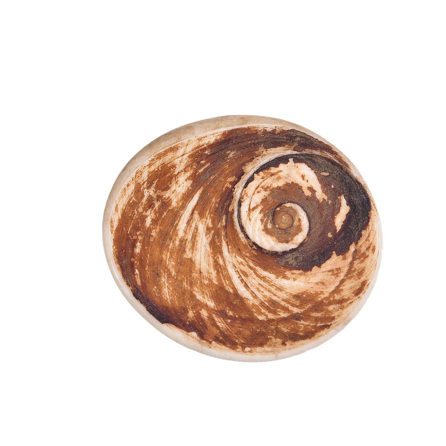 Natural Conch Shell Fossil Sun Bei Stone Ore Marine Paleontological Specimen Crafts Ornaments Wholesale