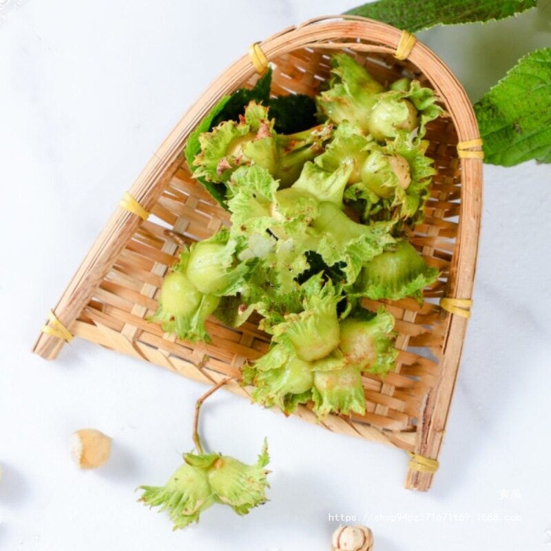 Fresh Northeastern Hazelnuts, Freshly Picked with Skin, Raw Kernels, Large Hazelnuts, 2025 Green Skin Fresh Nuts, Free Pliers