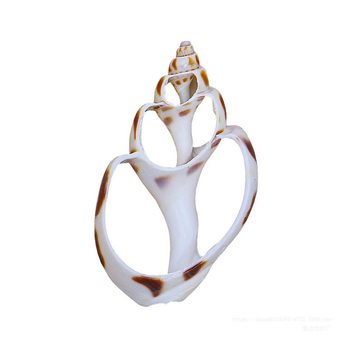 Natural Shell Conch Slices Rose Snail Hand-Sliced Clothing Accessories DIY Crafts Necklace Material Jewelry