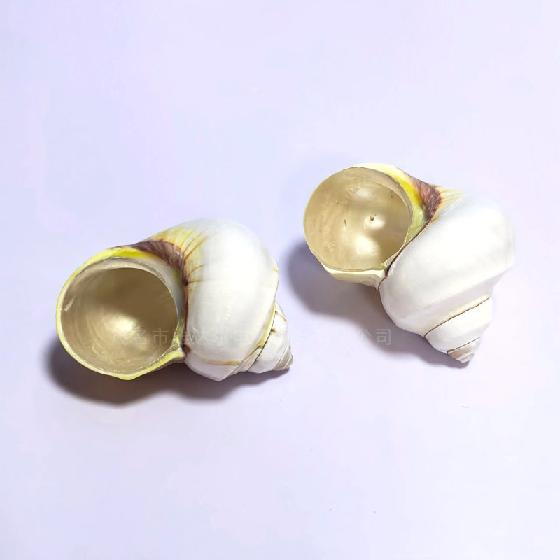 Natural Conch Shells, Avocado Shells, Hermit Crab Shells, Fish Replacement Shells, Fish Tank Landscaping, Home Furnishings and Decorations