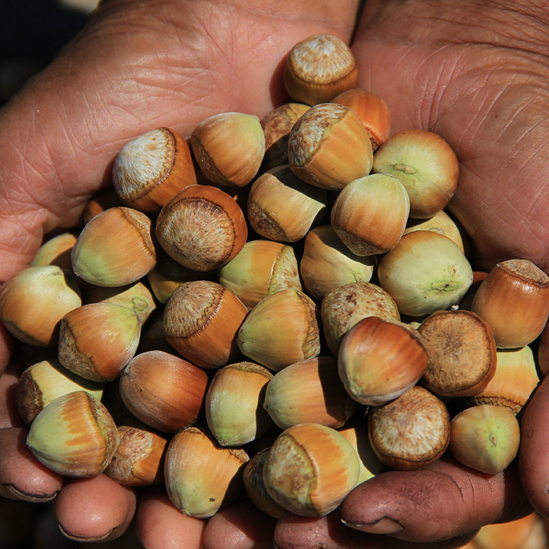 Fresh Wild Hazelnuts with Green Skin, Water Kernels and Green-Skinned Nuts Produced in the Northeast