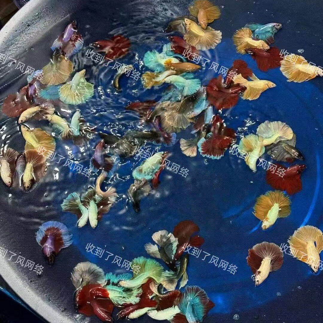 Thai Fighting Fish Imported Tropical Fish Half-Moon Lion King Horsetail Pure White Half-Moon Male Live Ornamental Fish Stall Wholesale