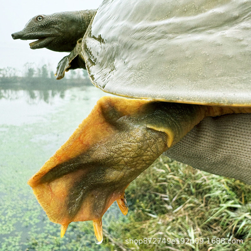 Wild-Raised Soft-Shell Turtle Soup Ingredients for over Four Years Old, Fresh and Nutritious