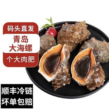 Fresh Large Conch from Qingdao, Fresh Seafood and Shellfish, Large Fresh Conch and Fresh Large Shrimp