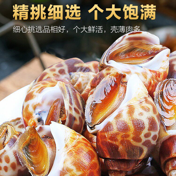 Fresh Live Conch, Extra-Large Seafood, Fresh Frozen Dongfeng Conch, Extra-Large Flower Snail Shellfish