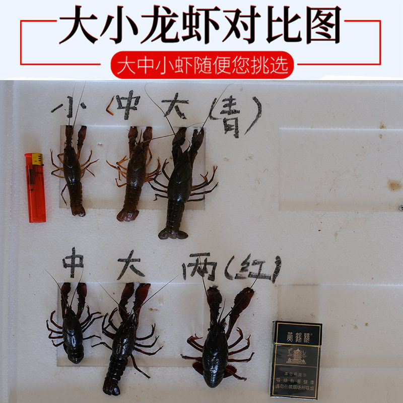 Fresh Crayfish Hubei Spot Small Green Medium Green Large Green Live Shrimp Clear Water Crayfish Aquatic Products Restaurant Commercial