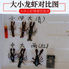 Fresh Crayfish Hubei Spot Small Green Medium Green Large Green Live Shrimp Clear Water Crayfish Aquatic Products Restaurant Commercial