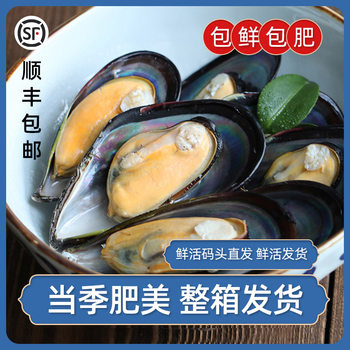 Fresh and Large Zhoushan Green Mussel Seasonal Wild Mussel Meat Dried Sea Red Seafood Fresh Shellfish