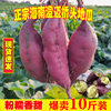 Hainan Chengmai Qiaotou Sweet Potato 3/5/ 4.5kg Fresh Sweet Potato Origin Freshly Released Sand Floor Chestnut Sweet Potato Drop Shipping