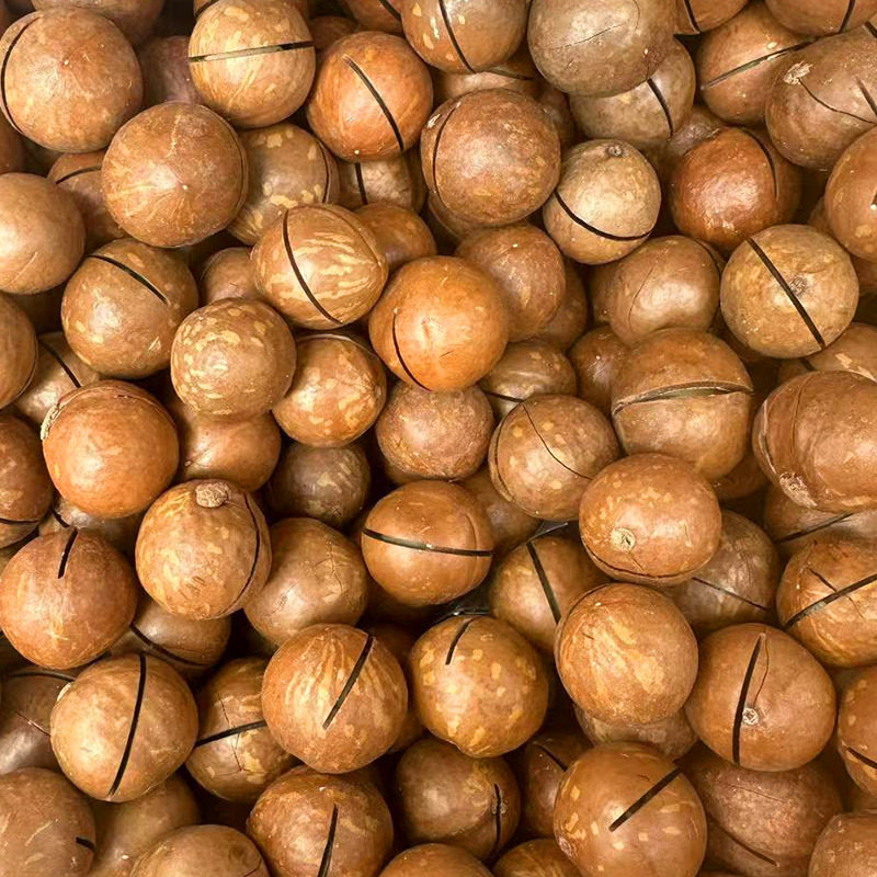 Macadamia Nut Cream Flavored Walnut Thin-Skinned Summer Fruit New Year's Nut Snacks Milky Macadamia Nuts