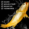 Zhenhai Large Yellow Croaker Gift Box, Deep-Sea Small Yellow Croaker, Fresh Frozen Seafood, Semi-Wild Aquatic Product for Commercial Use