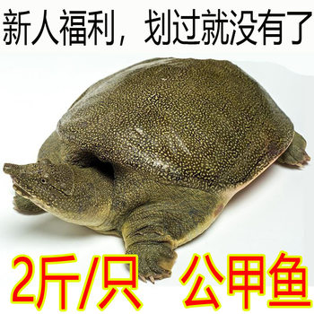 Fresh Live Soft-Shell Turtles with Free Shipping for Consumption, Farm-Raised, Marinated Small Soft-Shell Turtle Hatchlings, Small Chinese Soft-Shell Turtles, Aquatic Turtles, Male and Female, Green and Yellow