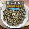 Free Shipping on Seafood, Aquatic Products, Sea Melon Seeds, Fresh Shellfish on the Same Day, Sf Sea-Caught Thin-Shelled Snails, White-Shelled Snails, Sea-Free