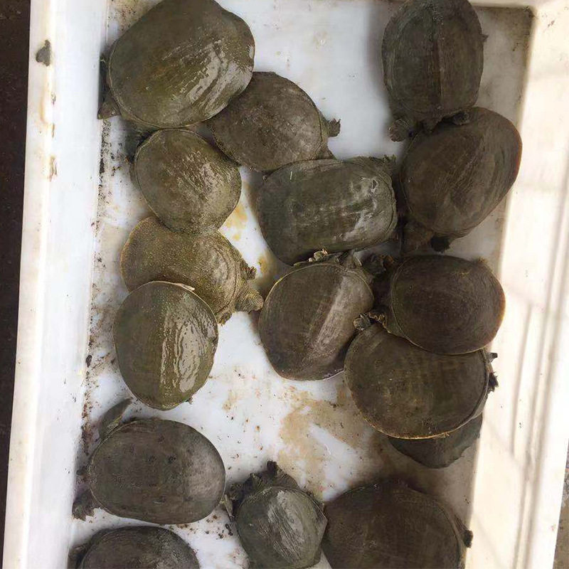 Chinese Turtle Seedlings, Turtle Water Fry, Group Fry, Small Turtle, Arowana Fish Pond, Freshwater Live Breeding