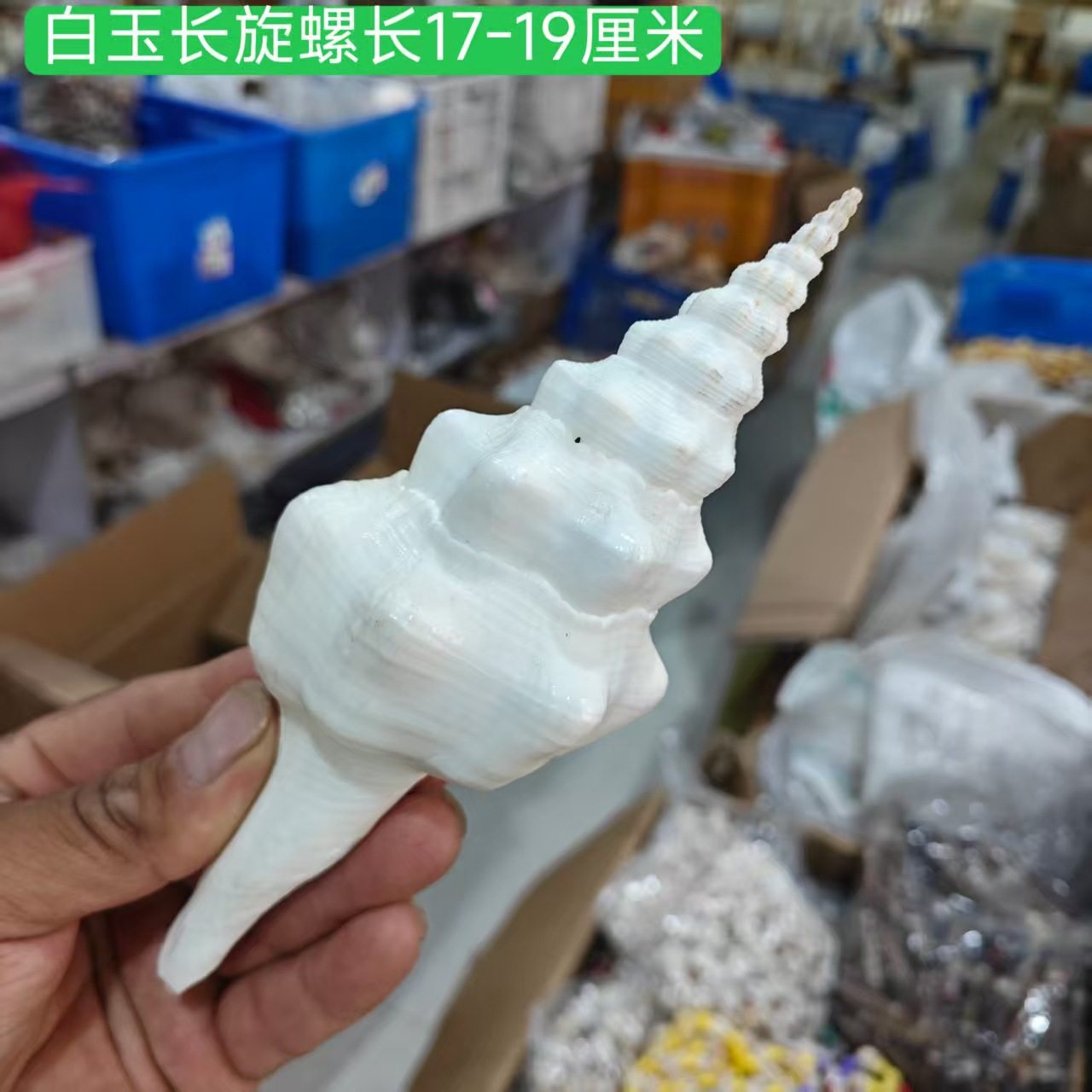 A Variety of Natural Long Spiral Snails, Long-Nosed Martin Snail Specimens, Aquarium Landscaping, Natural Shells and Conch Wholesale